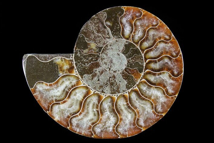 Agatized Ammonite Fossil (Half) #73900